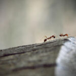 formiche nei muri