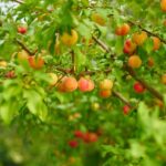 giardino con alberi da frutto