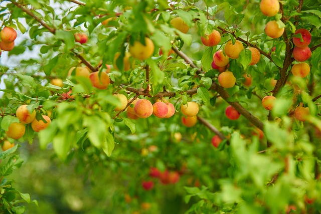 giardino con alberi da frutto